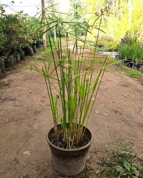 PAPIRO ALTERNIFOLIA – CYPERUS ALTERNIFOLIUS  MC 0,30 A 0,60