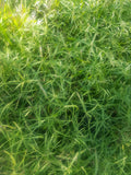 PAPIRO ENANO – CYPERUS ALTERNIFOLIUS NANA MC