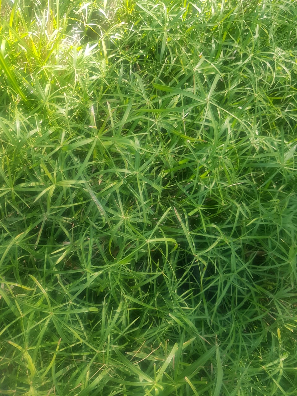 PAPIRO ENANO – CYPERUS ALTERNIFOLIUS NANA MC