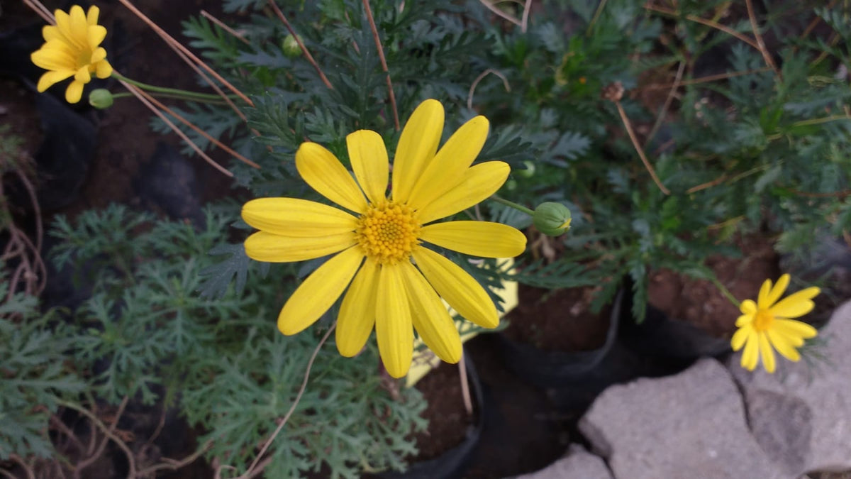 PAQUERETTE CALIFORNIANO –  EURYOPS PECTINATUS  30 CM