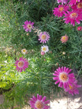PAQUERETTE COLORES – CHRYSANTHEMUM FRUTESCENS 20 A 30 CM