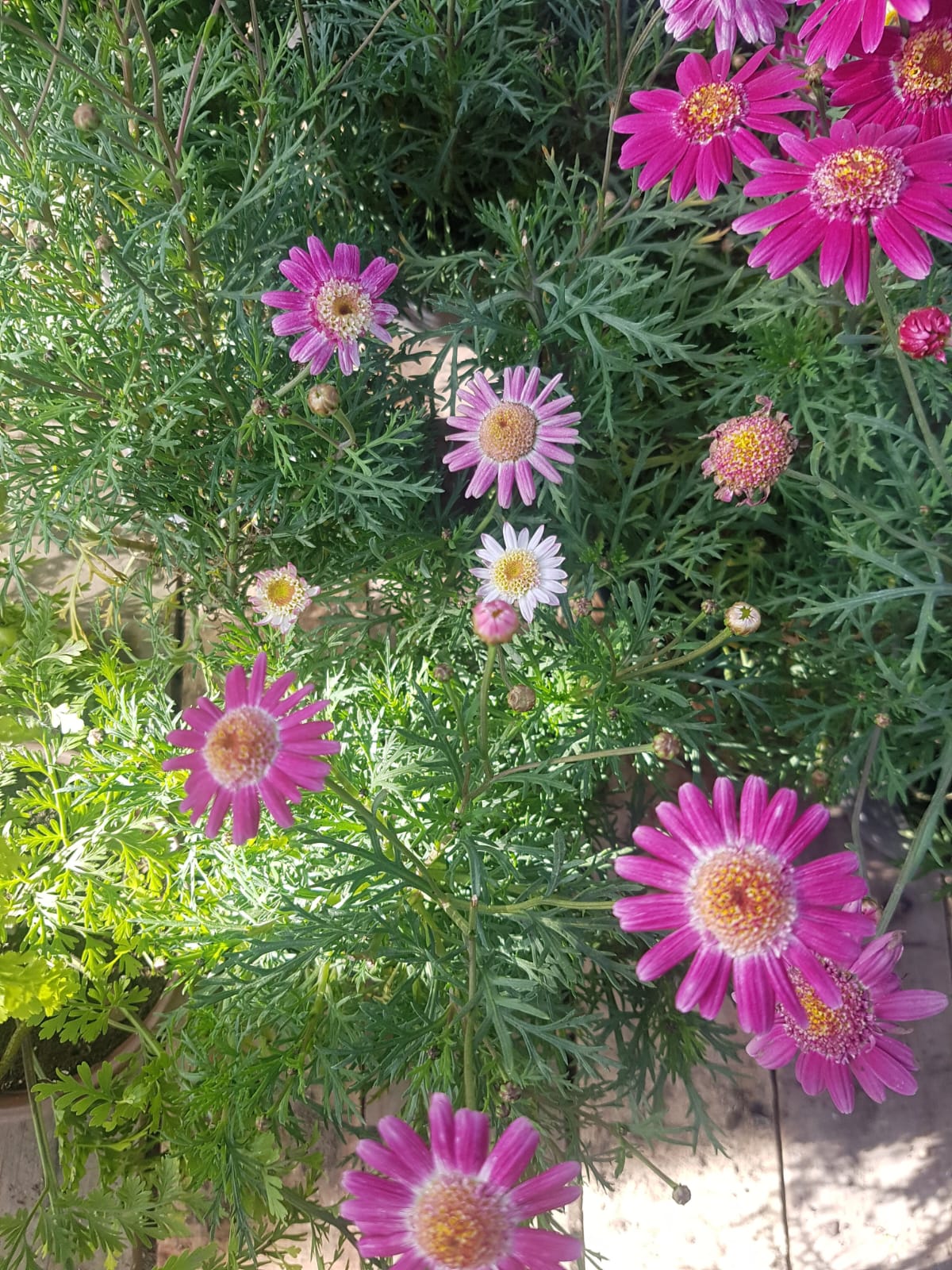 PAQUERETTE COLORES – CHRYSANTHEMUM FRUTESCENS 20 A 30 CM