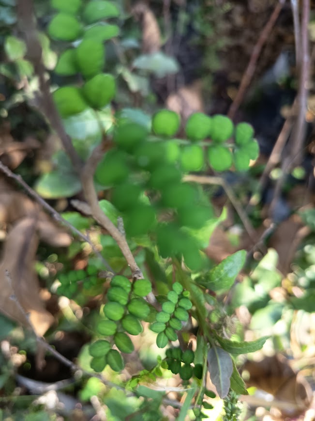 PELU PELU - SOPHORA CASSIOIDES 1,20