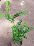 PELU PELU - SOPHORA CASSIOIDES 1,20