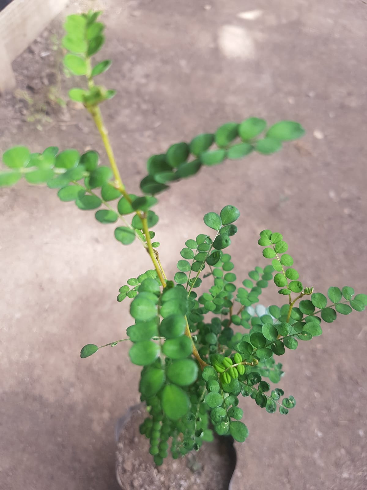 PELU PELU - SOPHORA CASSIOIDES 1,20