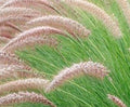 PENNISETUM RUPELIANO – PENNISETUM RIPPELIANUM