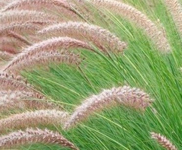 PENNISETUM RUPELIANO – PENNISETUM RIPPELIANUM