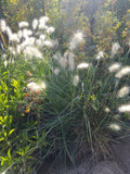 PENNISETUM VILLOSUM