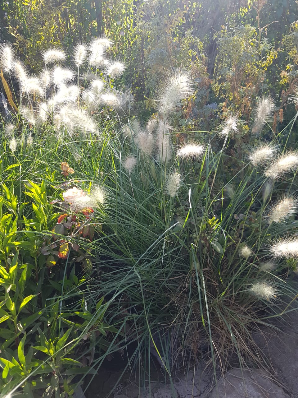 PENNISETUM VILLOSUM