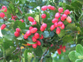 PEUMO CRYTOCARYA ALBA
