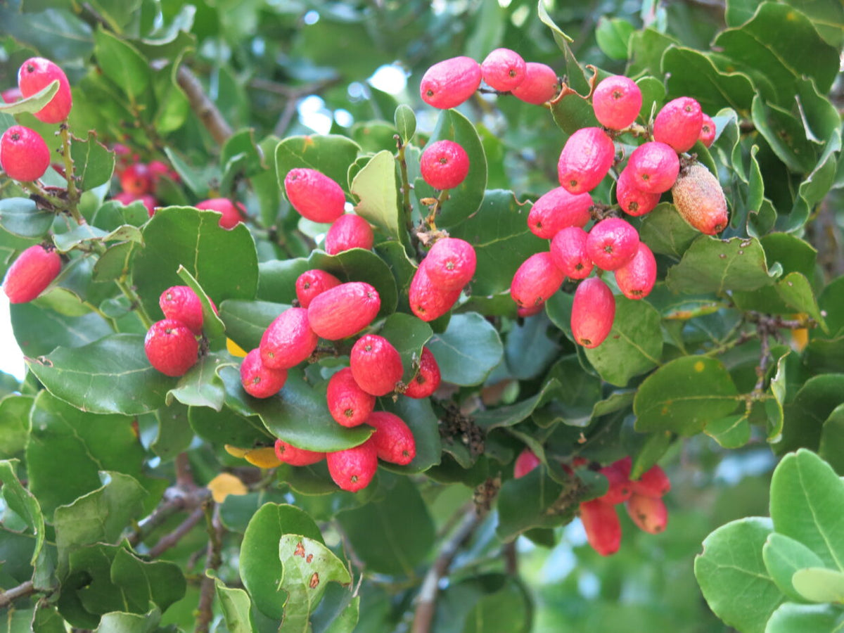 PEUMO CRYTOCARYA ALBA