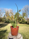 PITA VERDE ENANA – PHORMIUM TENAX VAR NANA