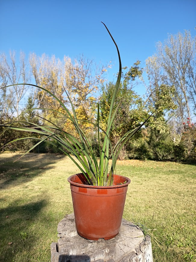 PITA VERDE ENANA – PHORMIUM TENAX VAR NANA