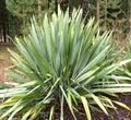 PITA VERDE – PHORMIUN TENAX