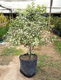 PITOSPORO NIGRICANS  PIE ALTO- PITTOSPORUM TENUIFOLIUM 80 CM