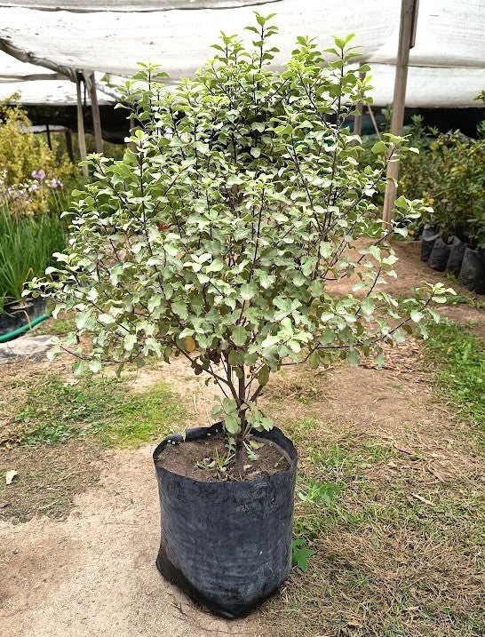 PITOSPORO NIGRICANS  PIE ALTO- PITTOSPORUM TENUIFOLIUM 80 CM