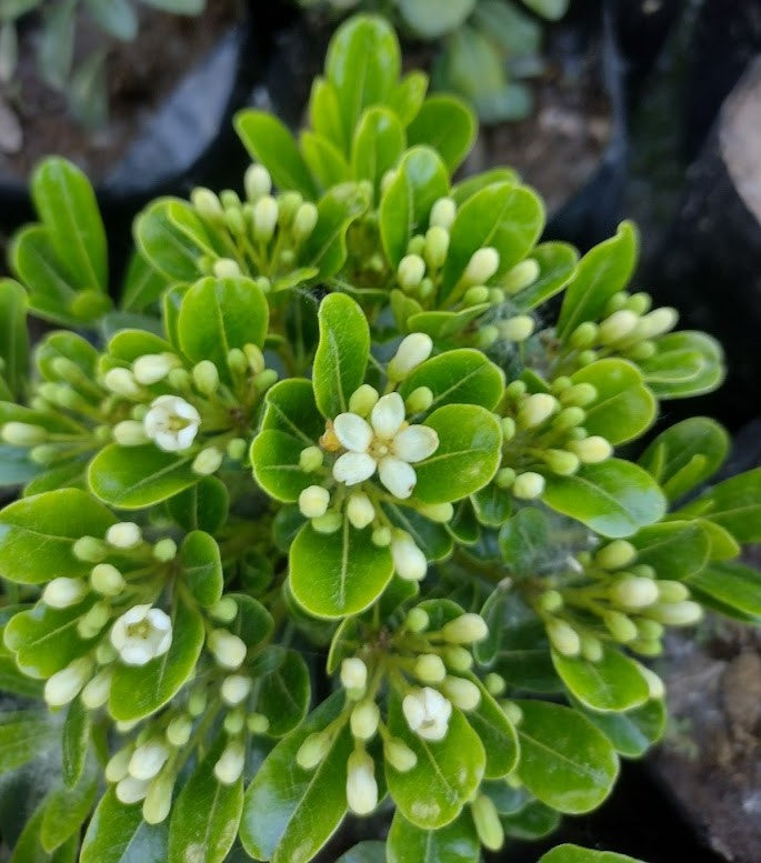 PITOSPORO TOBIRA ARBUSTIVO 60 CM