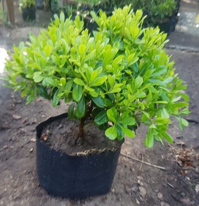 PITOSPORO TOBIRA ENANO 15 A 20 CM