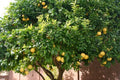 POMELO ROSADO 1,20