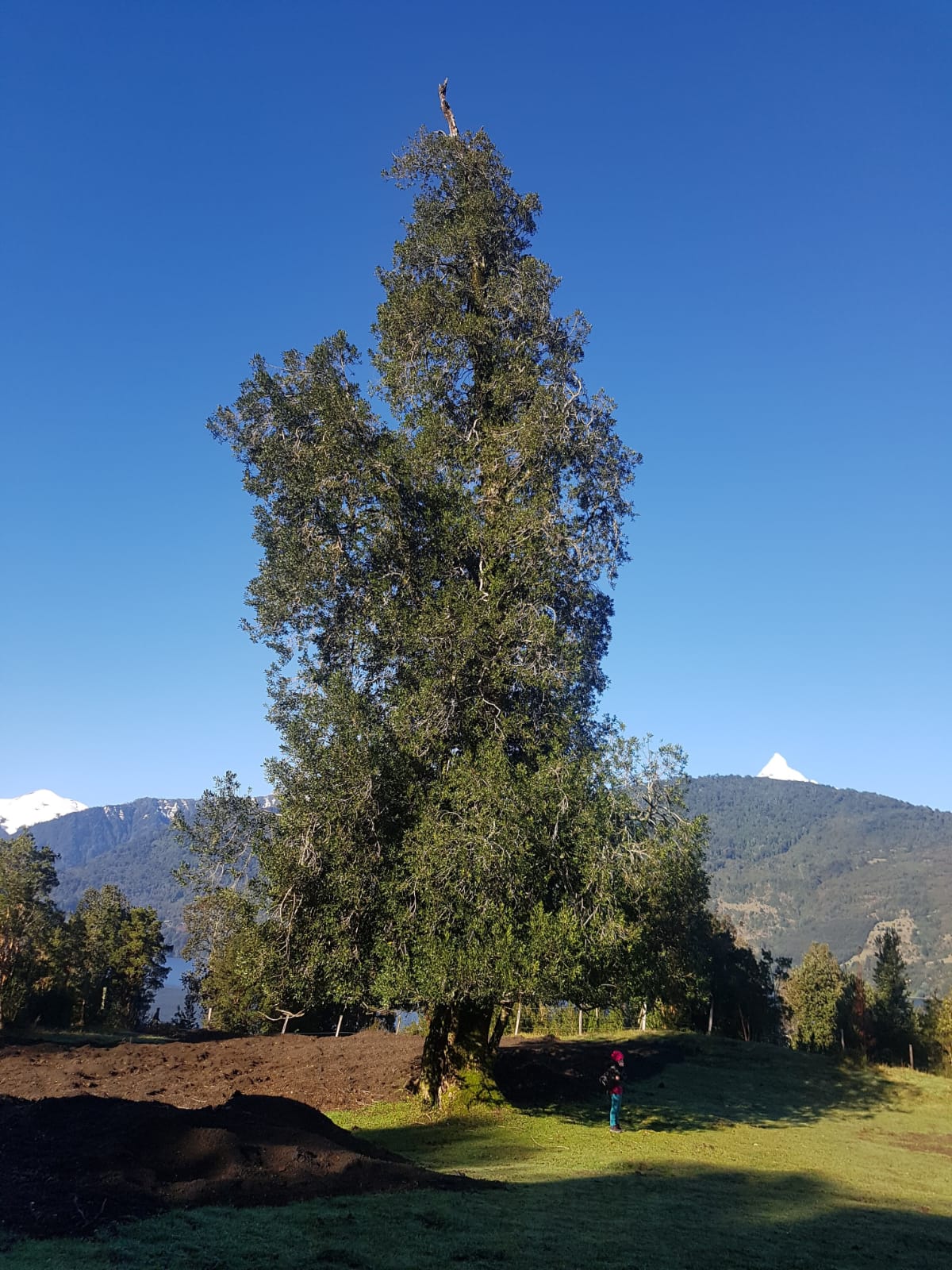 QUILLAY - QUILLAJA SAPONARIA 1,00 A 1,40