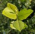 QUILLAY - QUILLAJA SAPONARIA 1,00 A 1,40