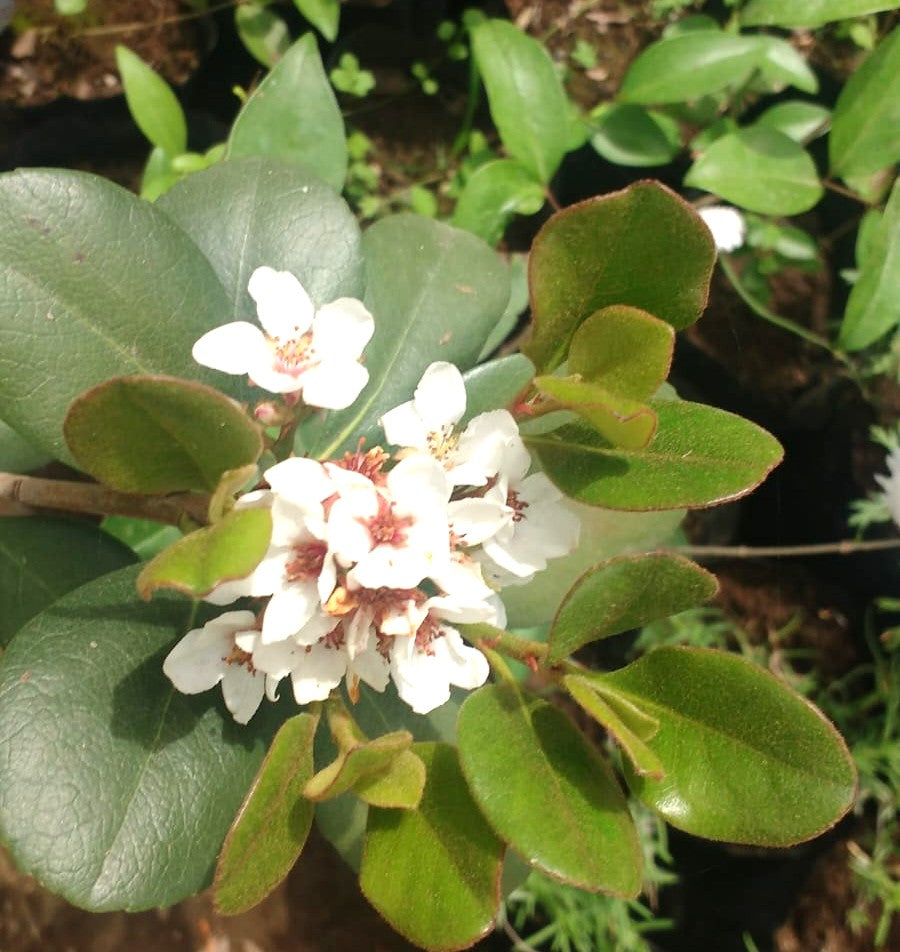 RAPHIOLEPIS – RAPHIOLEPIS UMBELLATA  0,50