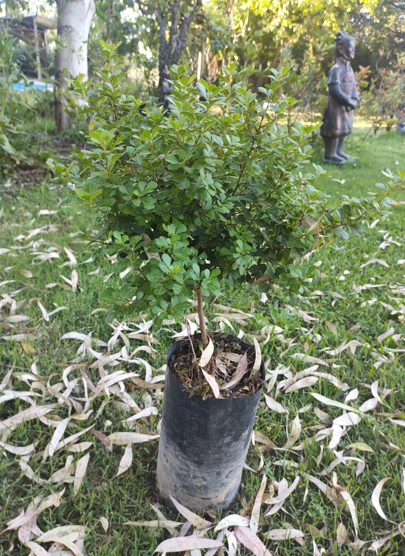 RHUS CRENATA  0,40