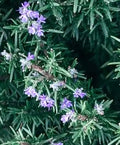ROMERO – ROSMARINUS OFFICINALIS 0,50 A 0,70