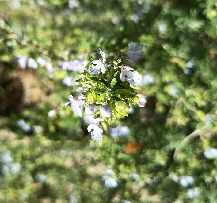ROMERO RASTRERO- ROSMARINUS OFFICINALIS PROSTRATUS 0,20