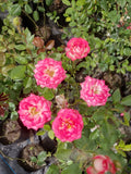 ROSA ENANA -