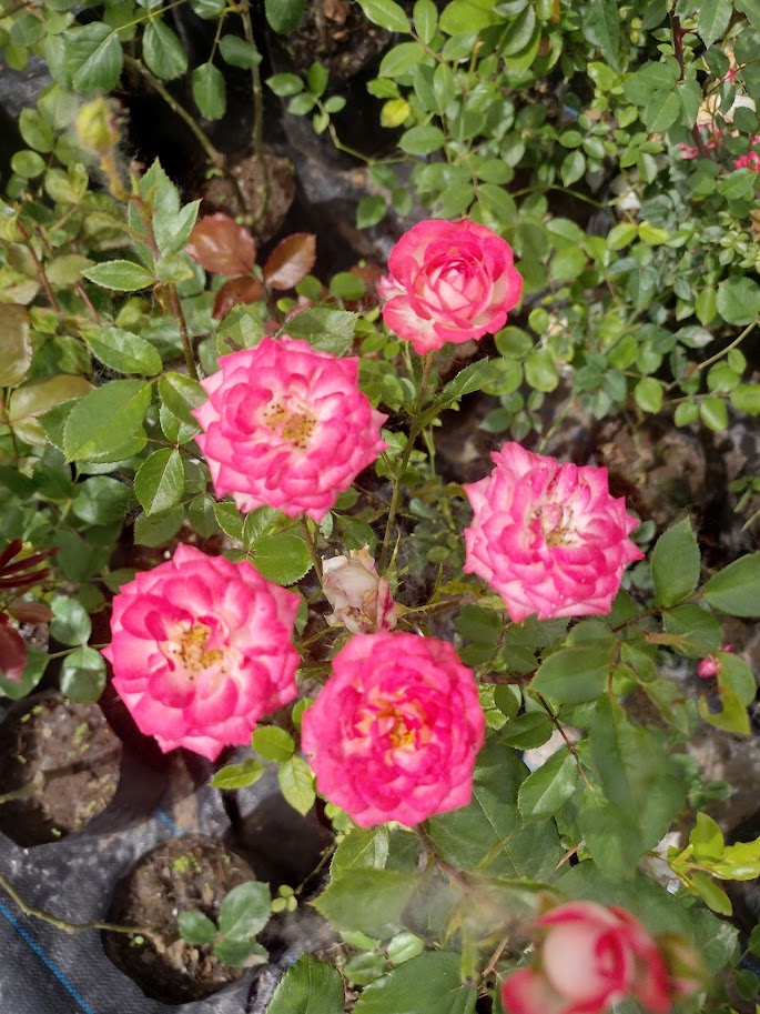 ROSA ENANA -
