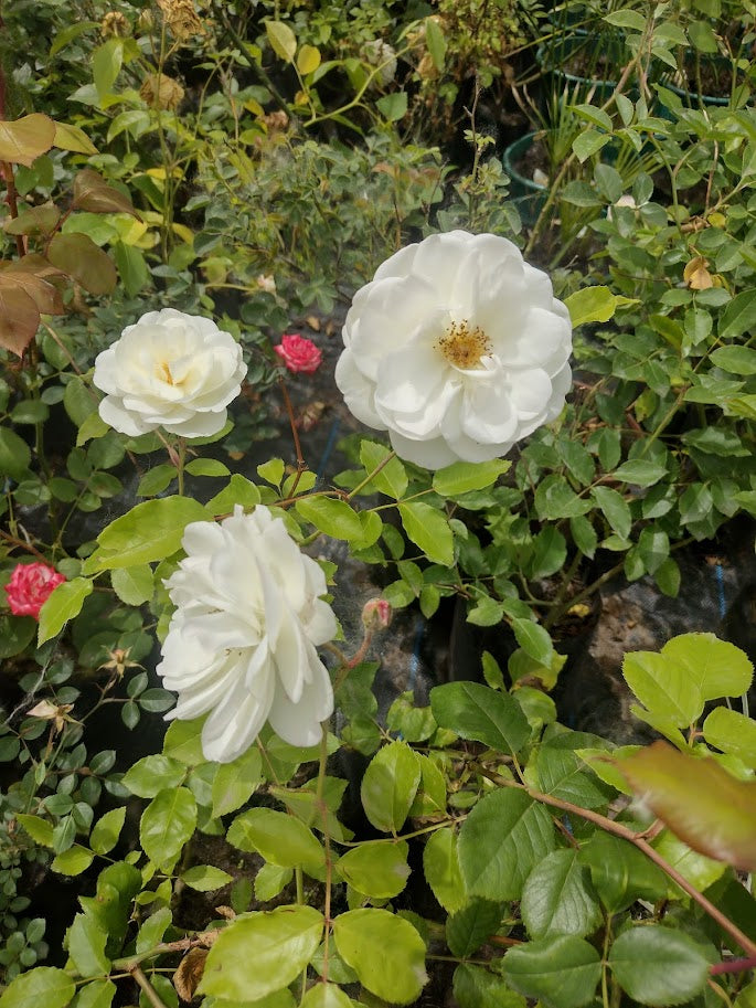 ROSA ICEBERG - ROSA KORBIN