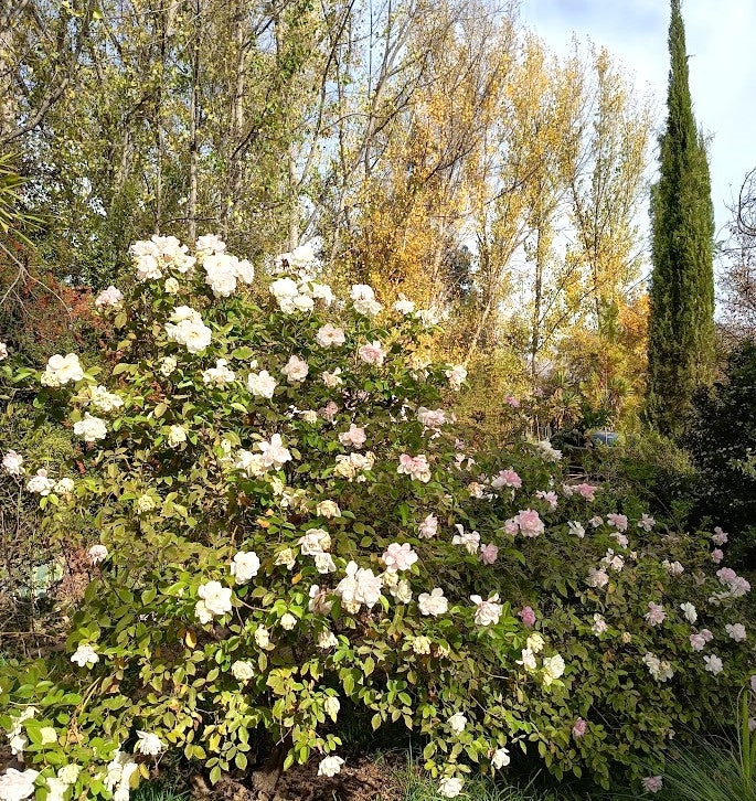 ROSA ICEBERG - ROSA KORBIN