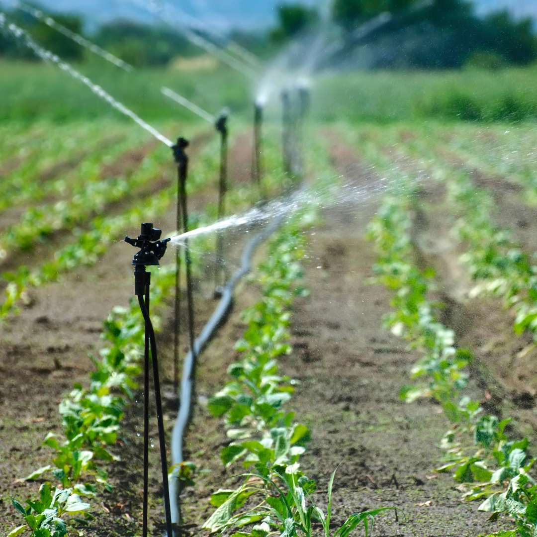 Riego tecnificado