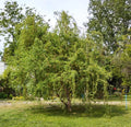 SAUCE CRESPO – SALIX MATSUDANA 1,40 a 1,60