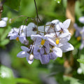 SOLANUM JAZMINOIDE – SOLANUM JASMINOIDES