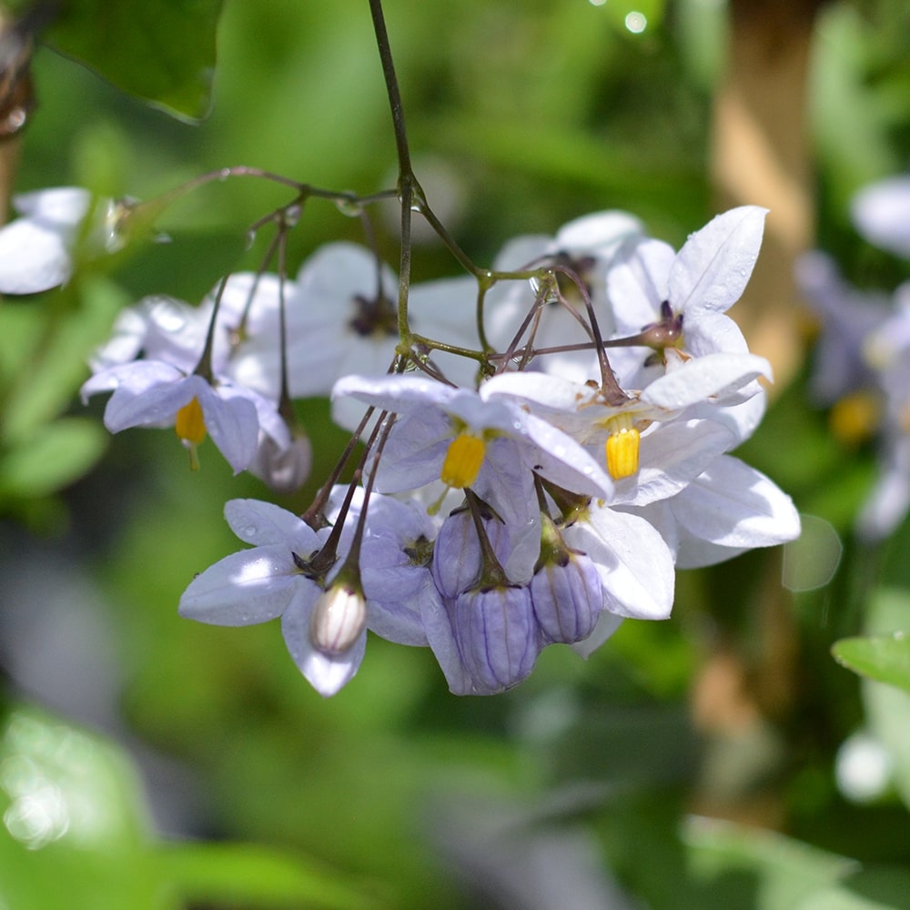 SOLANUM JAZMINOIDE – SOLANUM JASMINOIDES