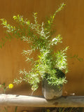 SPIREA – SPIRAEA THUMBERGII 0,30 M
