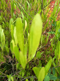 STENOCARPUS VERDE – DODONEA VISCOSA 80 A 1,40 M
