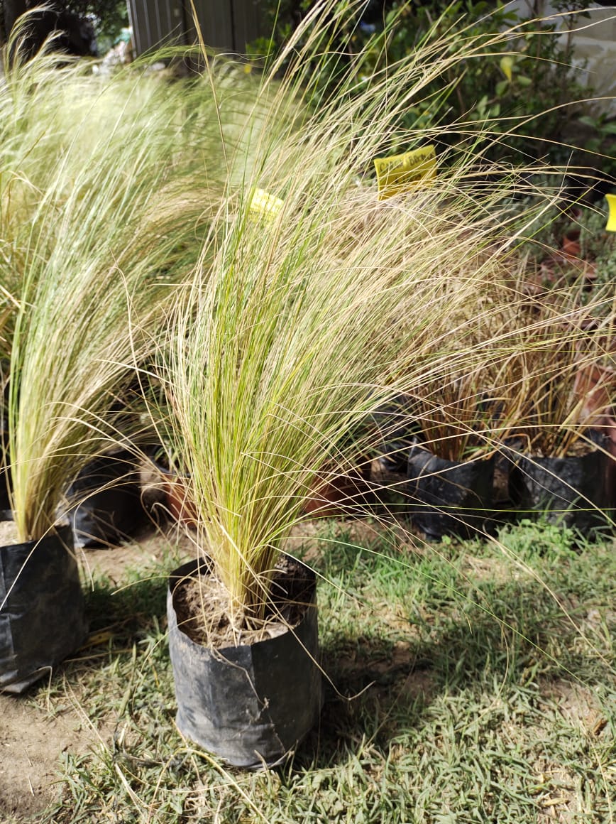 STIPA TENUISSIMA
