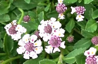 TIQUI-TIQUI – PHYLA NODIFLORA VAR REPTANS