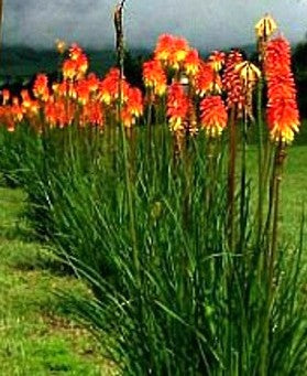 TRITOMA – KNIPHOFIA UVARIA