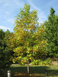 TULIPERO - LIRIODENDRON TULIPIFERA 1,80 A 2,00