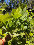 TULIPERO - LIRIODENDRON TULIPIFERA 1,80 A 2,00