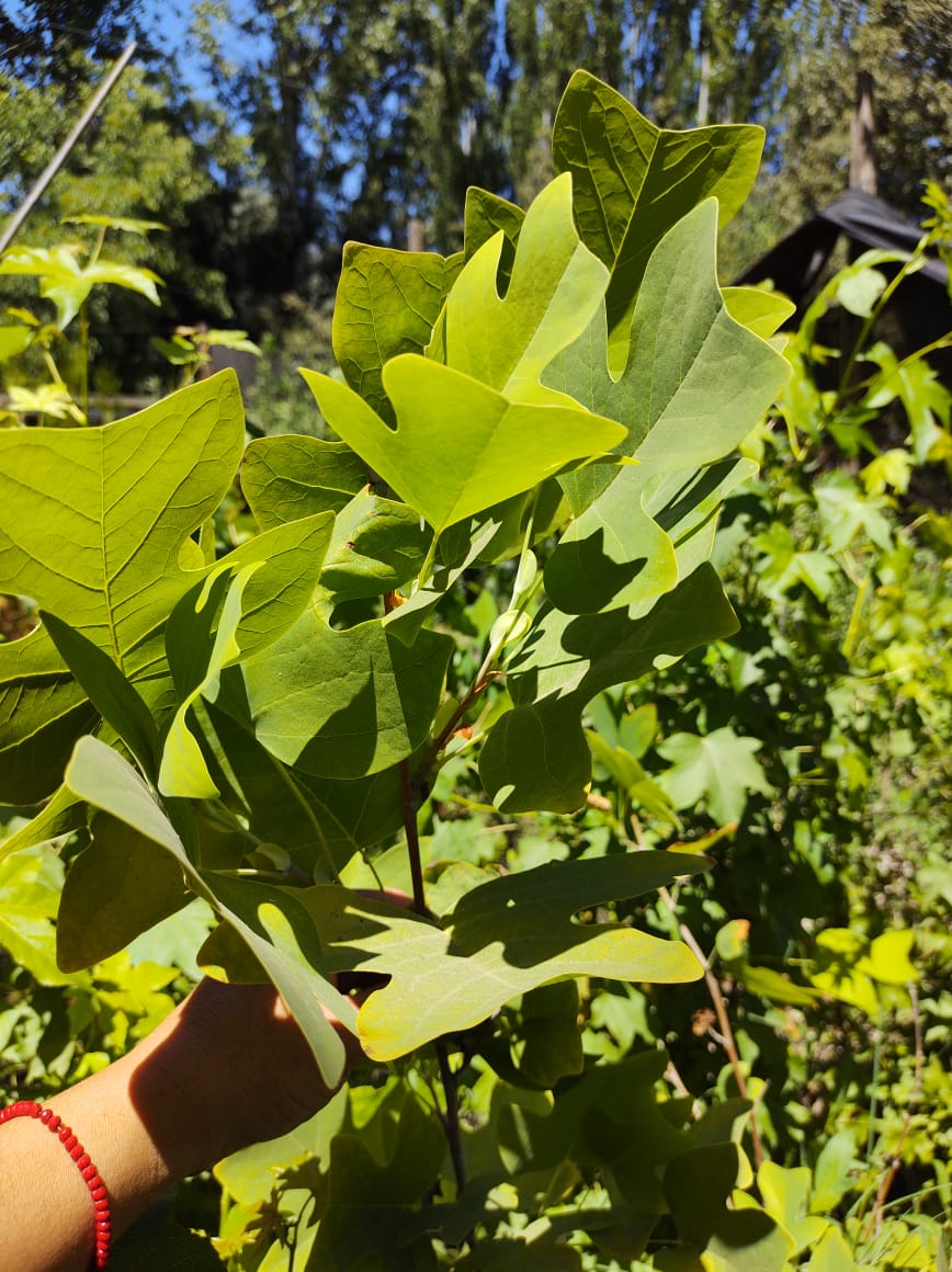 TULIPERO - LIRIODENDRON TULIPIFERA 1,80 A 2,00