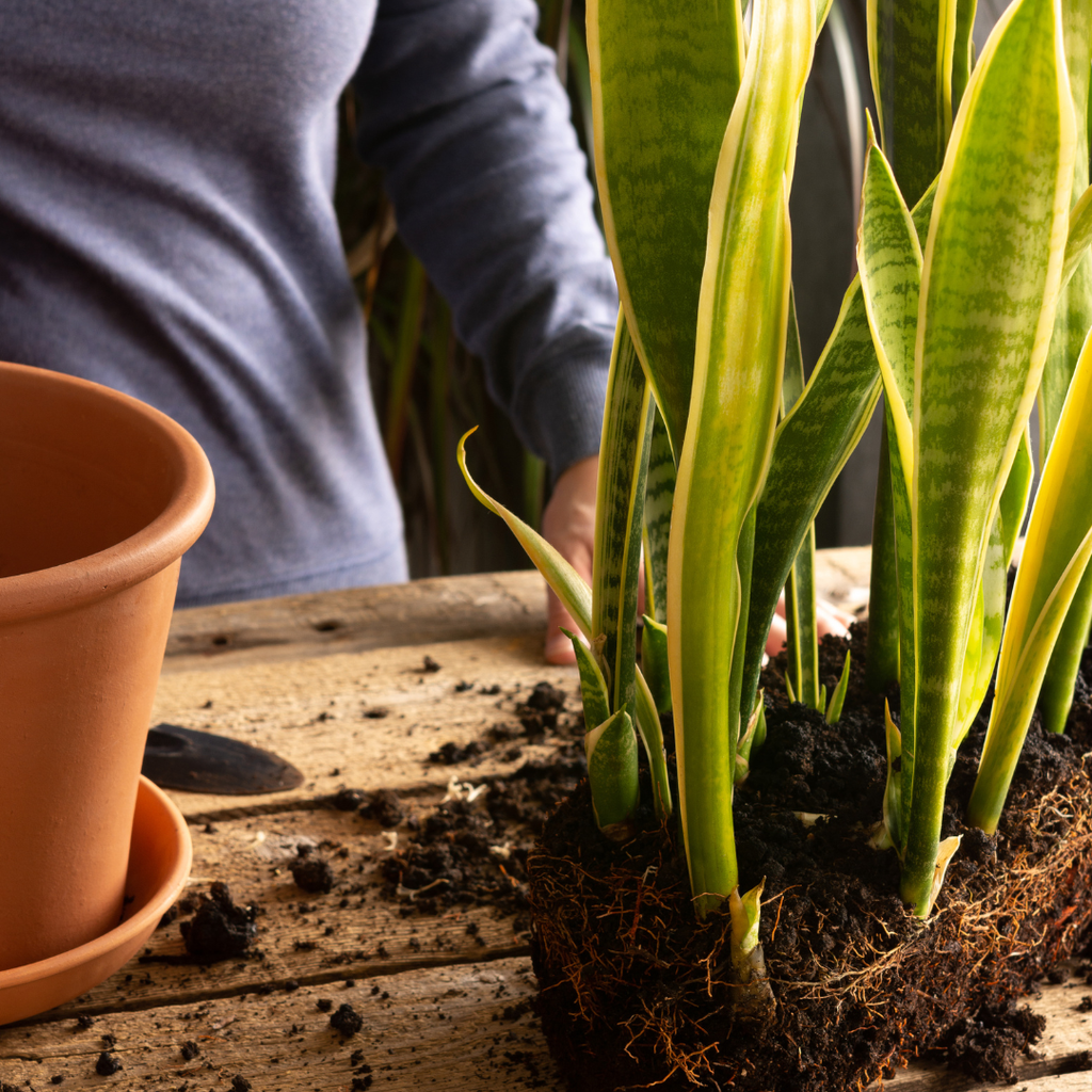 Trasplantes y reubicación de plantas