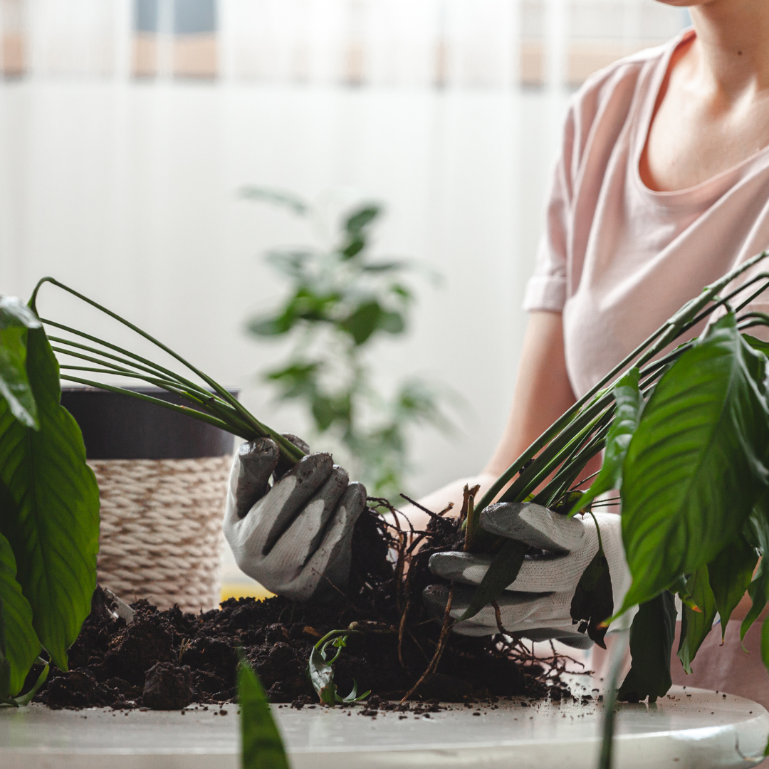 Trasplantes y reubicación de plantas