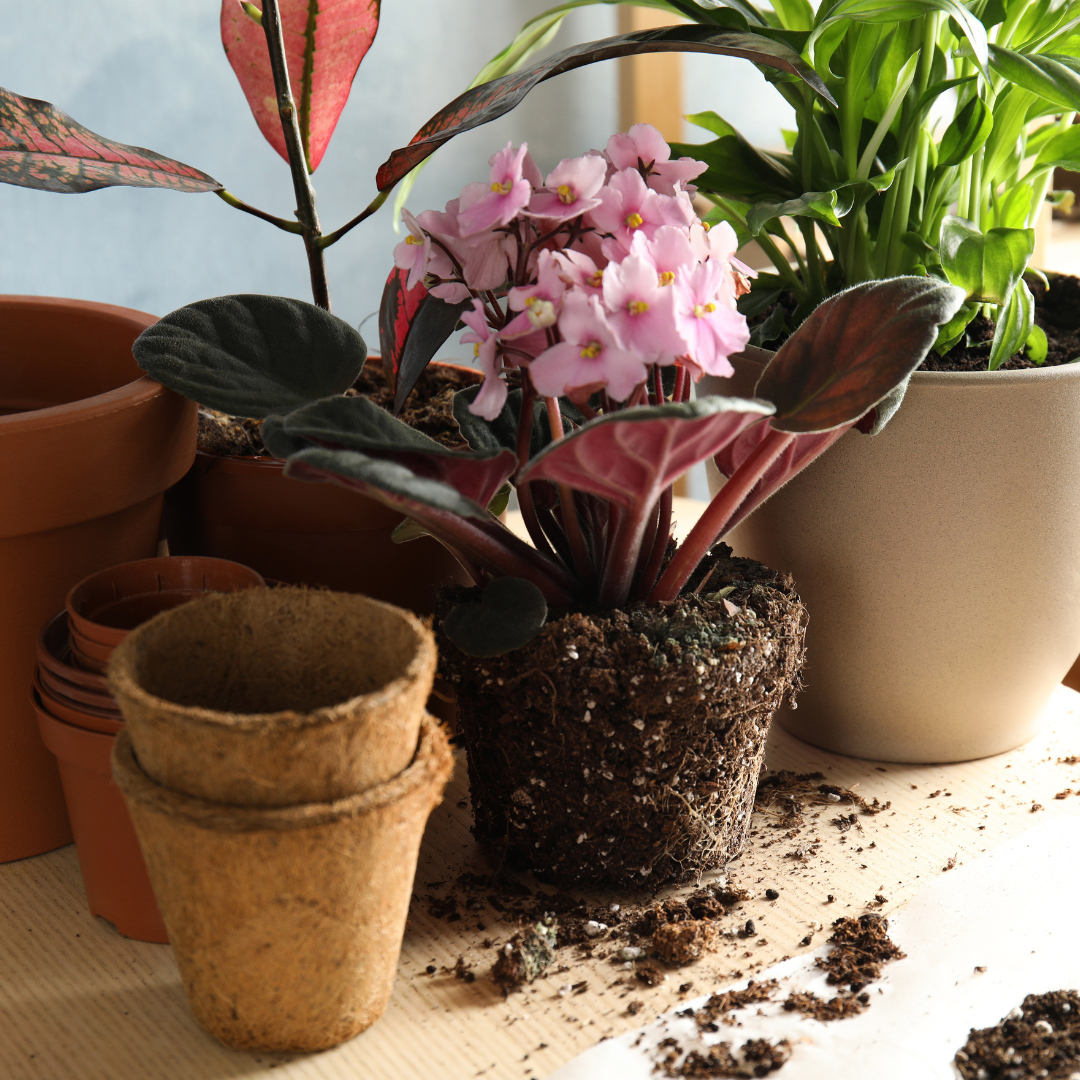 Trasplantes y reubicación de plantas