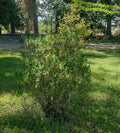 VERONICA BUXIFOLIA – HEBE BUXIFOLIA 0,50