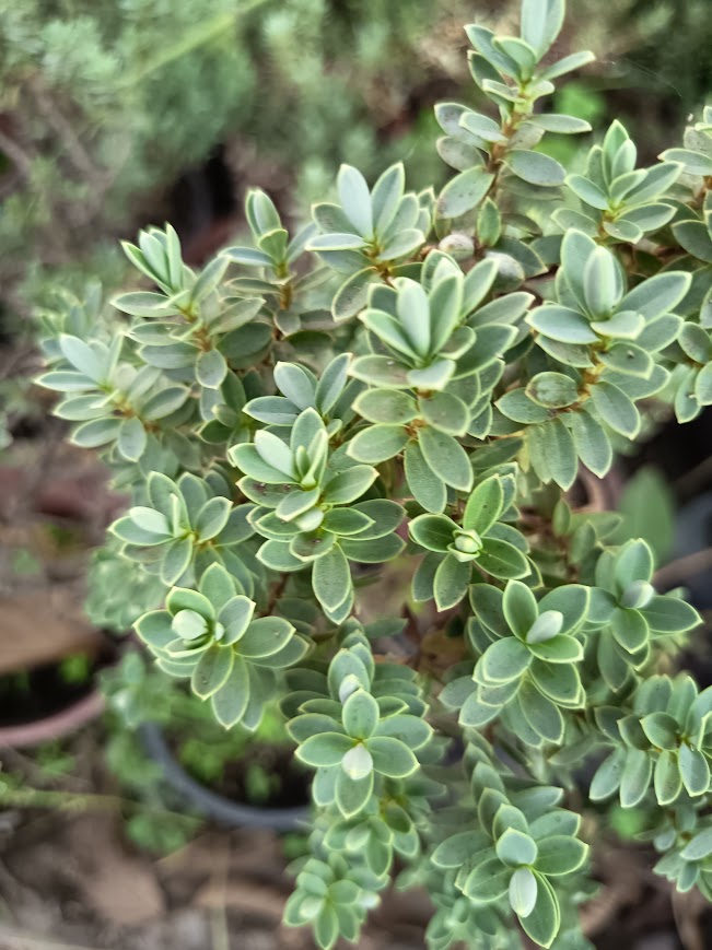 VERONICA GEMEND – HEBE GEMEND- 0,20